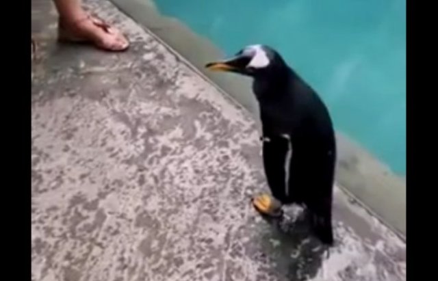 Пингвин выбрался из бассейна и не смог вернуться обратно