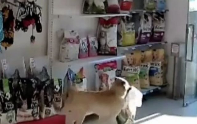 Наглый пес украл из магазина собачий корм