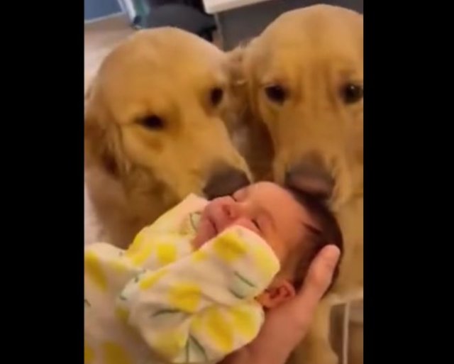 Реакция добрых собачек на маленького ребенка