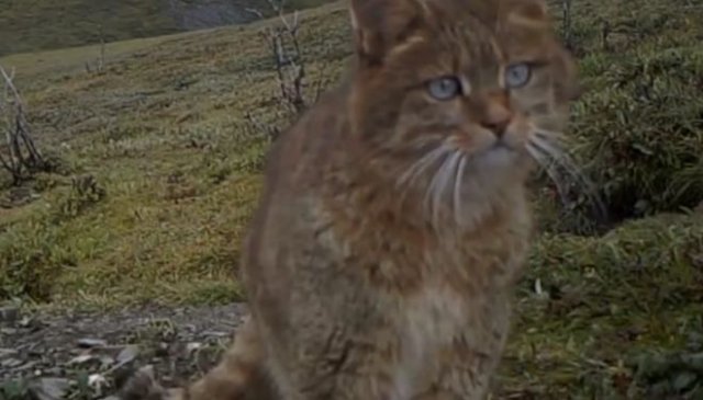 Редкая китайская горная кошка попала в объектив камеры