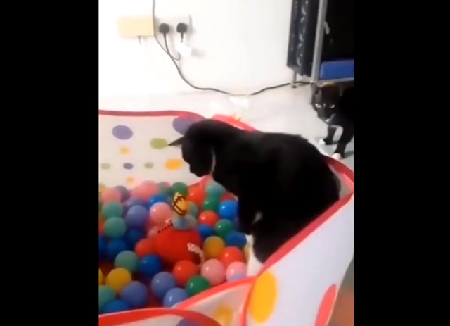 Скоростной кот и пластмассовые шарики