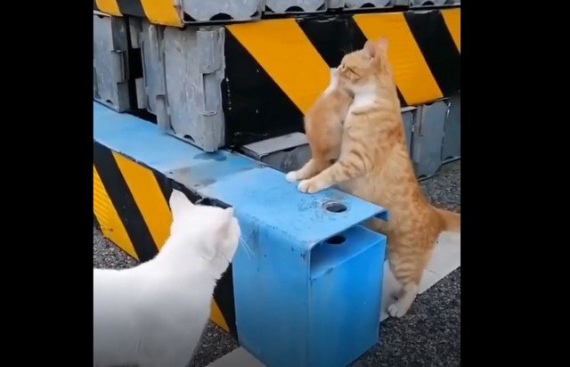 Кошка доставляет котят в безопасное место