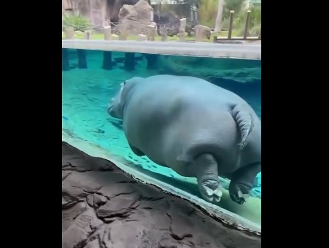 Как бегемот передвигается под водой