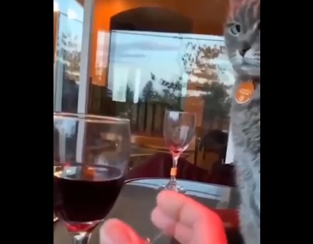 Кот запрещает своей хозяйке употреблять алкоголь
