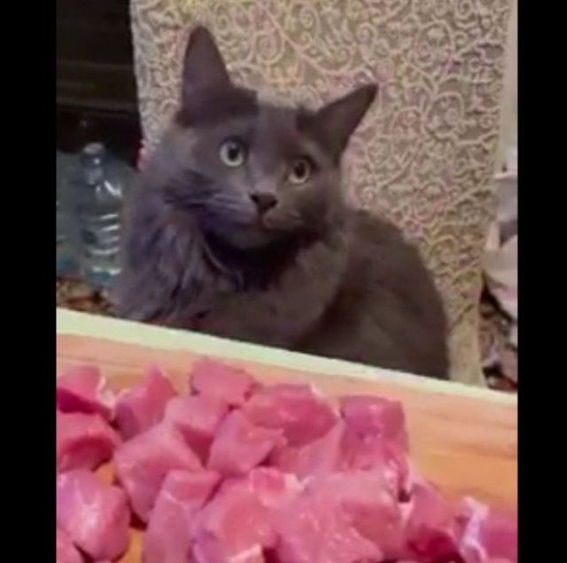 Реакция кошки, которой запретили брать мясо