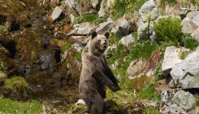 Турист увидел медведя и зачем-то решил поближе к нему подойти