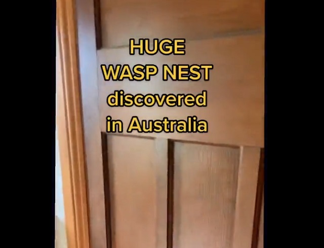 Огромное осиное гнездо в австралийском туалете