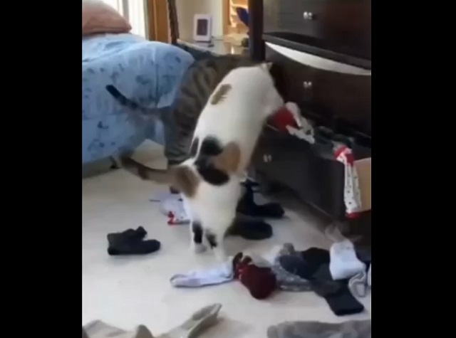 Коты решили навести порядок в ящике с носками