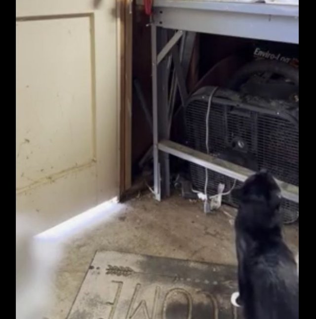 Сообразительный кот пытается открыть дверь