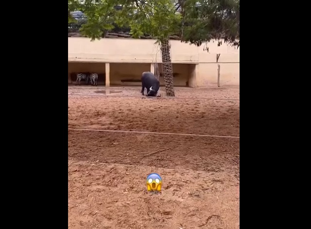 Добрый буйвол помог черепахе встать на ноги