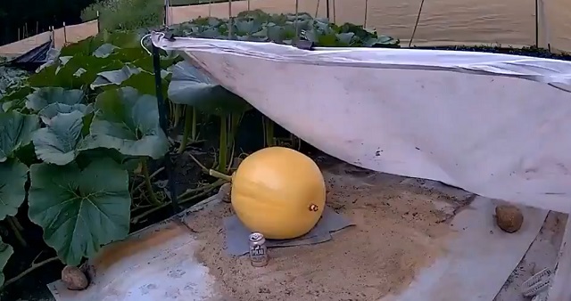 Процесс выращивания 300-килограммовой тыквы