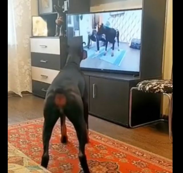Собака-трюков по телевизору повторяка