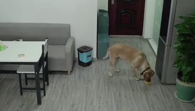 Хитрый пес украл еду и избавился от всех улик