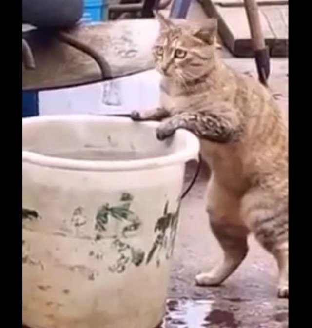 Кот пытается украсть чужую рыбу