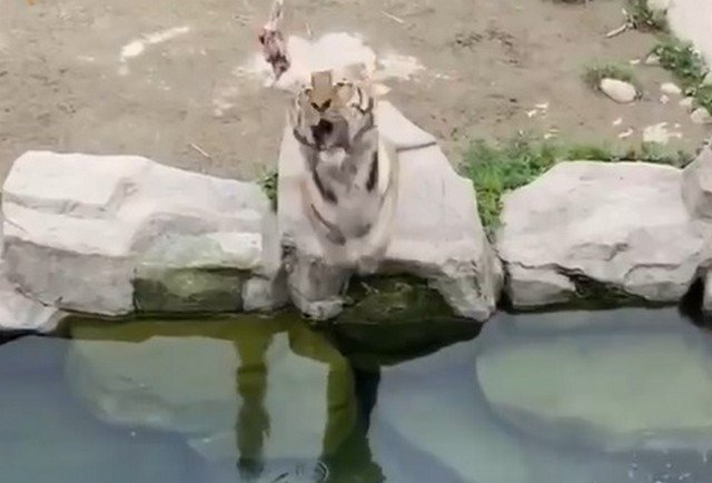 Тигры пытаются поймать кусок мяса