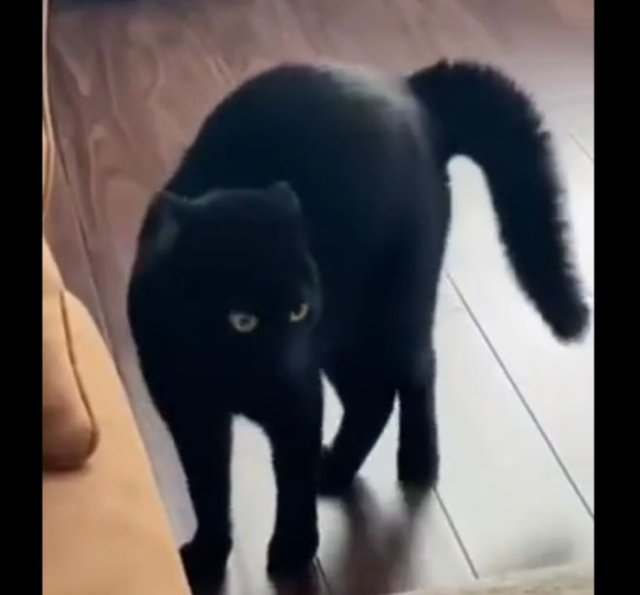Черный кот показывает, насколько он большой