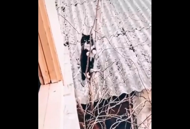 Ловкий кот забирается домой через окно