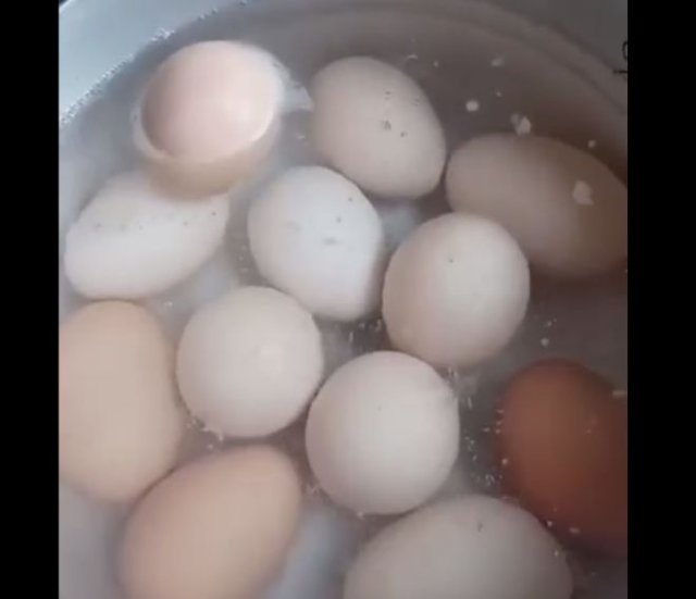 Любительница яиц явно не ожидала такого поворота событий