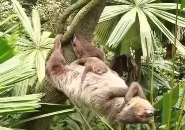 Ленивец спит на дереве в необычной позе