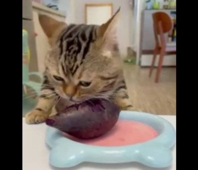 Кот, который обожает есть свеклу