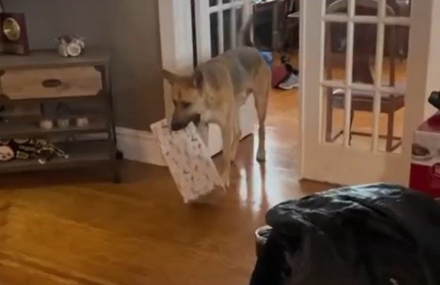 Собака открывает свой новогодний подарок