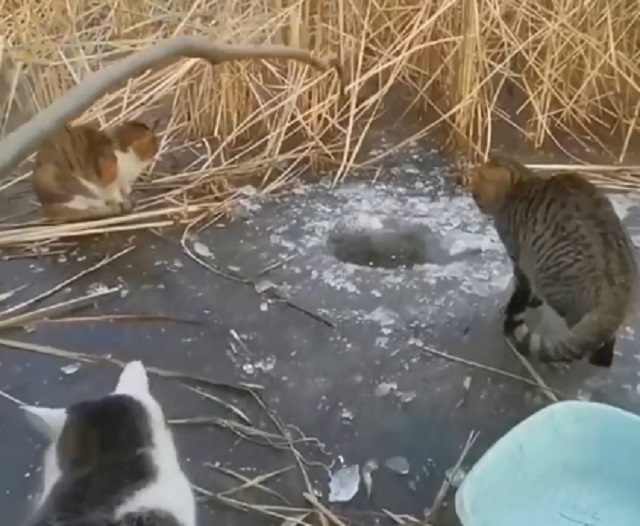 Коты контролируют процесс зимней рыбалки