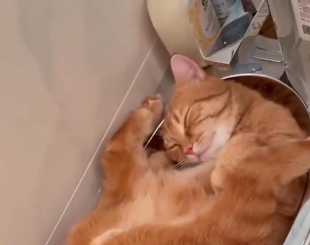 Котик нашел идеальное место для сна