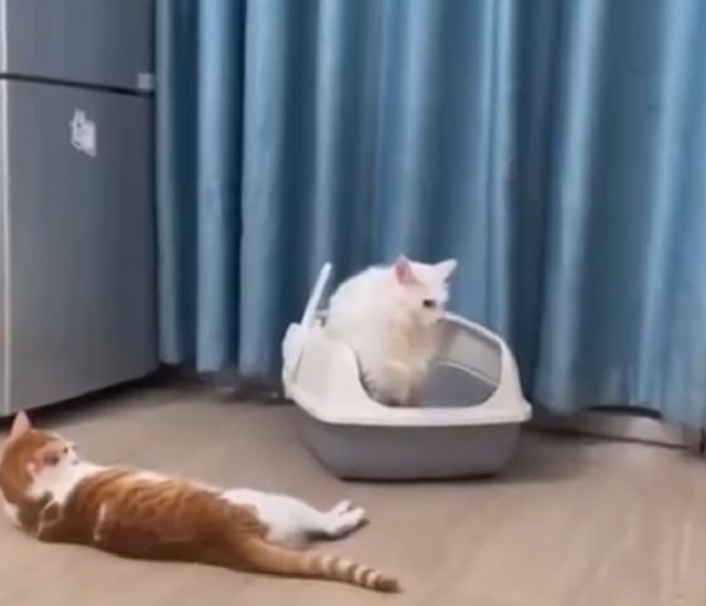 Чрезвычайное происшествие в кошачьем туалете
