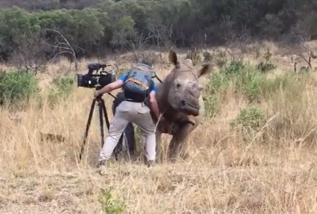 Носорог пришел пообщаться с оператором