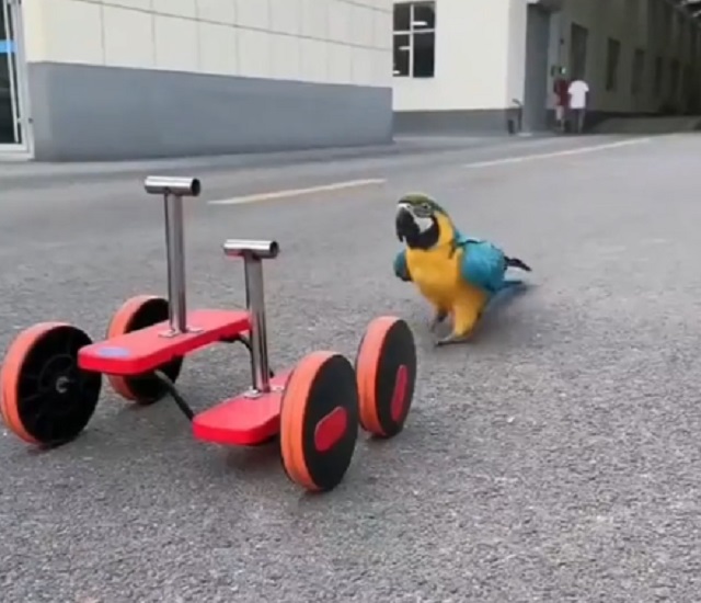 Подобие велосипеда для попугая