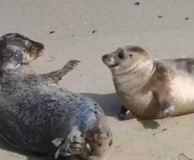 Забавные тюлени выясняют отношения
