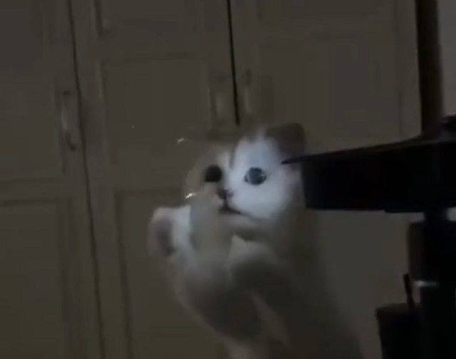 Кот пытается поймать и съесть свет