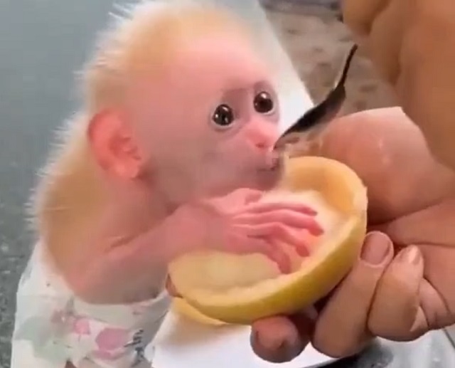 Кормим маленькую обезьянку