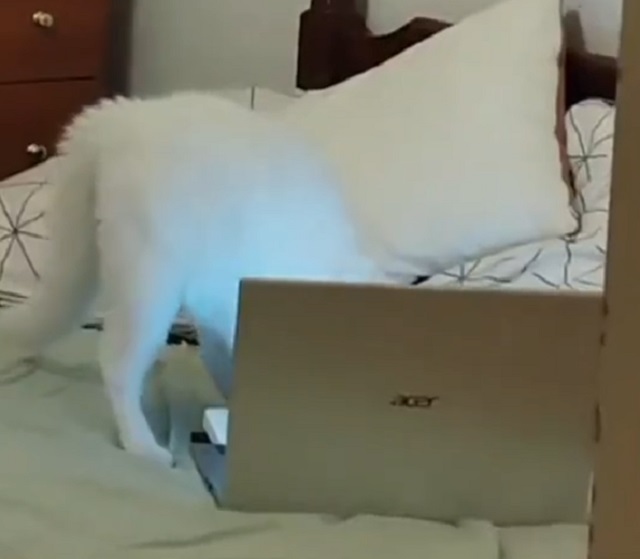 Кот пытается быстро удалить историю браузера