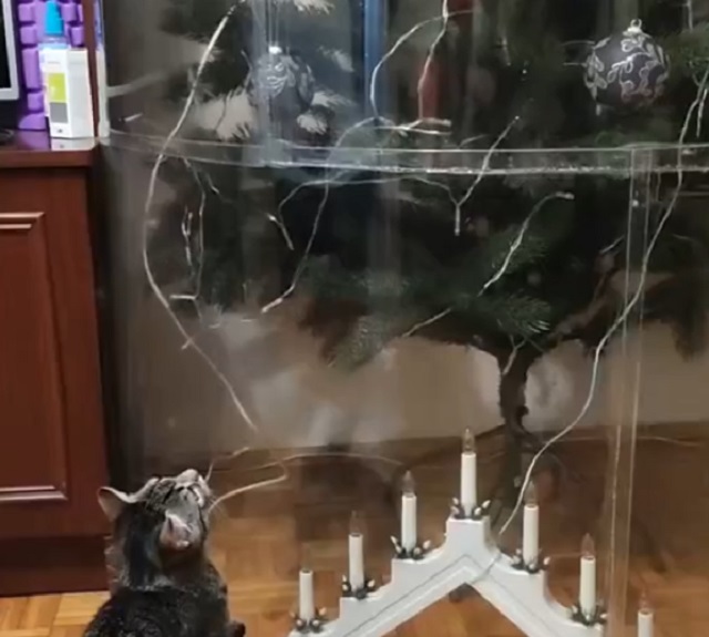 Надежная защита новогодней елки от кота