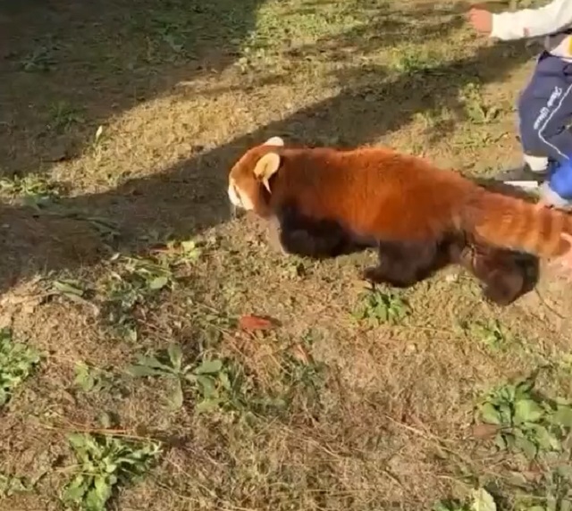 Встреча красной панды с енотом