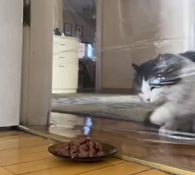 Ничто не остановит кота на пути к еде
