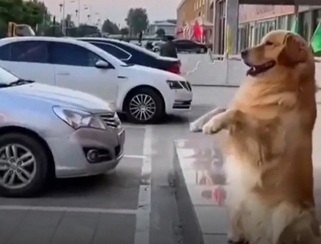 Собака-парктроник