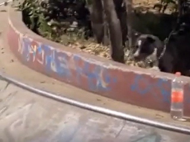 Собака-скейтбордистов