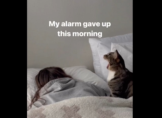 Кот-будильник