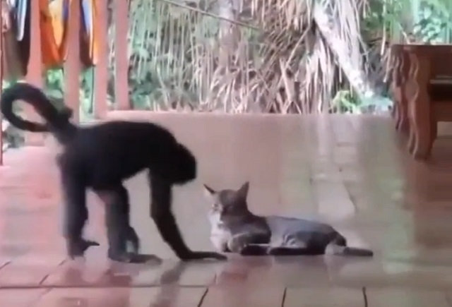 Доброжелательная обезьяна обнимается с котом