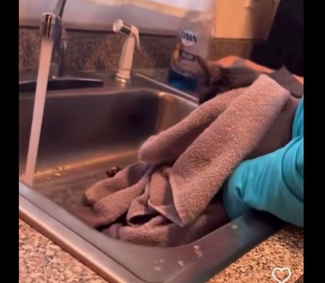 Женщина пытается помыть своего котика