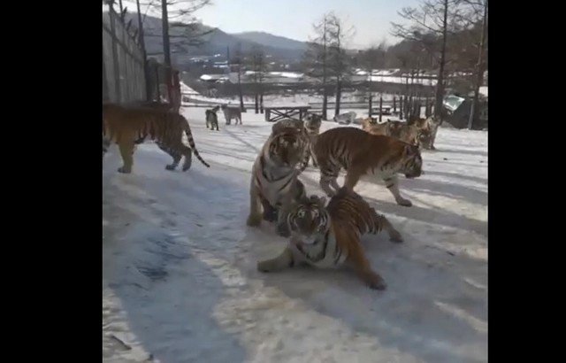 Грозные тигры скользят по льду