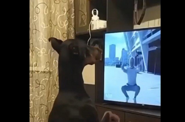 Собака-спортом