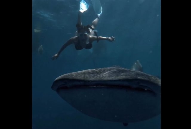 Дайвинг в компании огромной китовой акулы