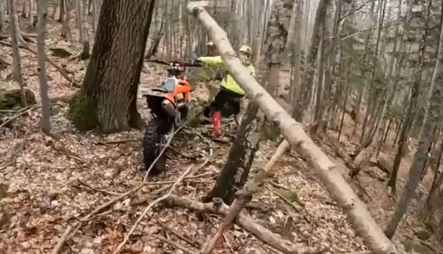 Мотоциклисты неожиданно встретили в лесу медведя