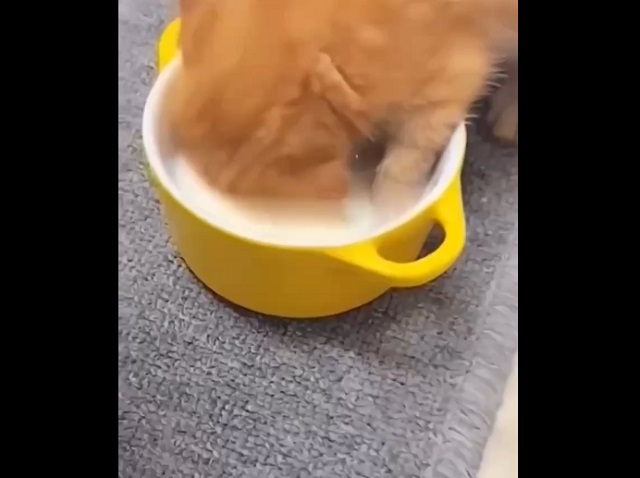 Ну очень голодный котенок