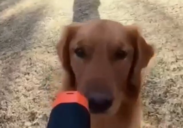 Собака с камерой убегает от хозяина