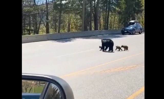 Маленький медвежонок пытается преодолеть препятствие