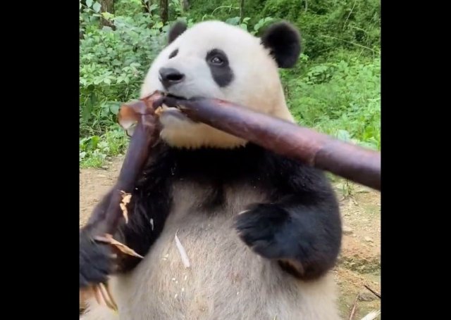 Забавная панда решила немного перекусить